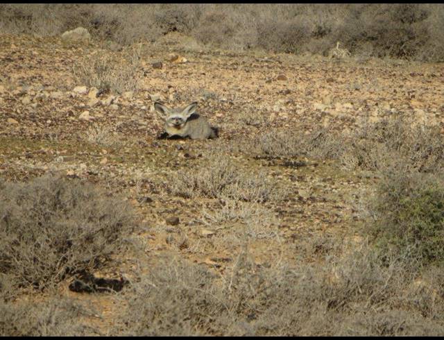 4,303HA FARM FOR SALE IN CALVINIA RURAL